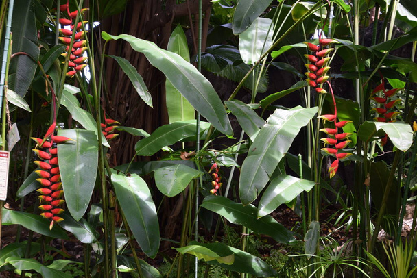 Heliconia rostrata. Heliconiaceae ikivihreä vuotuinen trooppinen kasvi. - Valokuva, kuva