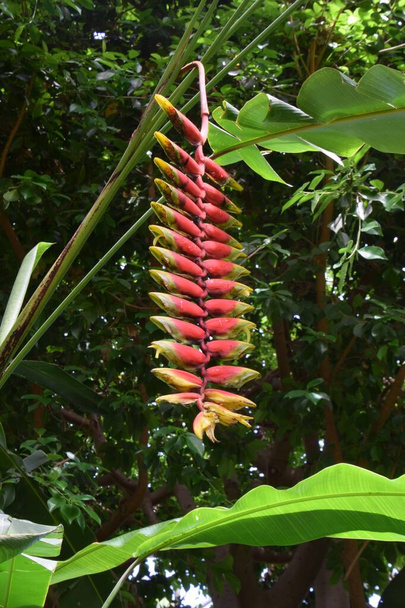 Heliconia rostrata. Heliconiaceae plantas tropicais anuais perenes. - Foto, Imagem