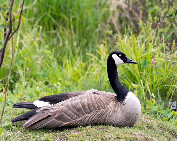 Canada Goose with close eye and resting on grass with blur green background in its environment and habitat surrounding. Image. Portrait. Photo. Picture. - Valokuva, kuva