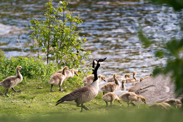 周囲の環境や生息地で水によって赤ちゃんをうめき声とカナダのガチョウは、彼らの一日を楽しんでいます。カナダの画像。写真だ。肖像画。写真だ。カナダ｜Geese Image. - 写真・画像