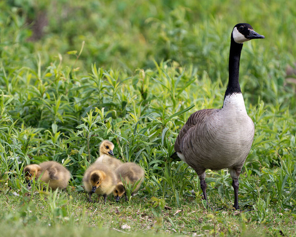 Canadian Goose with gosling babies  in foliage in their environment and habitat and enjoying their day. Canada Geese Image. Picture. Portrait. Photo. Canada Geese Image. - 写真・画像