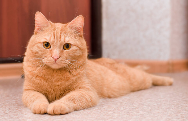 kotimainen inkivääri kissa makaa lattialla katsoen kameraa - Valokuva, kuva