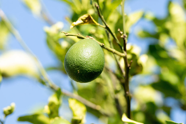 grüne Avocadofrucht persea americana miller wächst in neapel, florida - Foto, Bild