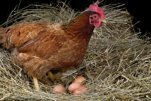 hen eggs four - Photo, Image