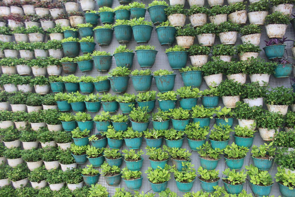 Granja vertical poco patrón de plantas en el cultivo de macetas. jardín vertical en Indonesia. - Foto, imagen