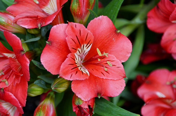 Élénk piros színe a perui liliom "Colorita Kate" virágok - Fotó, kép