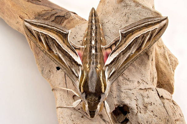 Blick von oben auf eine Sphinx Moth, auch als Falkenmotte bekannt, ein Makrobild des Insekts auf einem Stück Holz - Foto, Bild