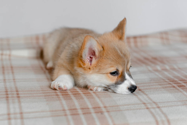 Пемброк Валлийский милый маленький сонный щенок Корги лежит на диване. Топовый вид домашнего питомца, забота о нем и концепция adoption. Пушистый и пушистый щенок - Фото, изображение