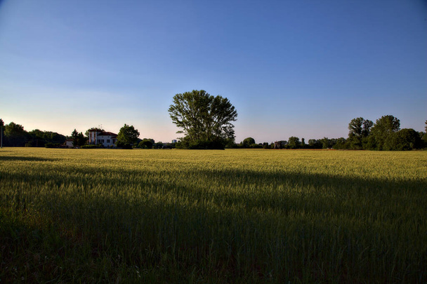 Tarweveld bij zonsondergang met een huis en een bos in de verte op het Italiaanse platteland in de zomer - Foto, afbeelding