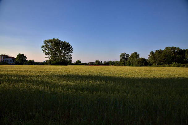 Field of wheat at sunset with a house and a forest in the distance in the italian countryside in summer - Photo, Image