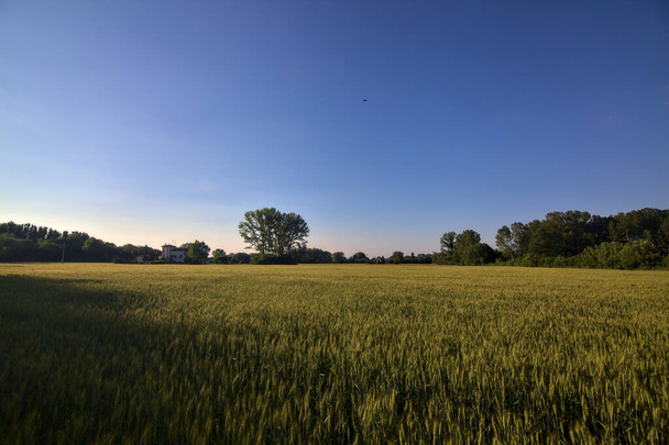 Поле пшеницы на закате с домом и лесом вдали в итальянской сельской местности летом - Фото, изображение