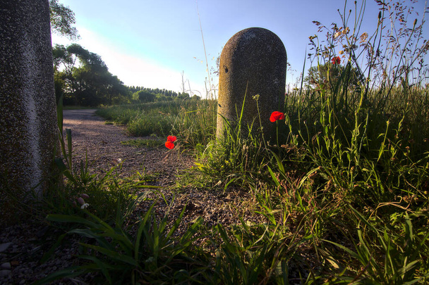 Poles at the end of a road in the countryside with poppies at sunset in summer - Photo, Image
