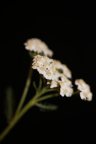 Fleur blanche fleur gros plan fond achillea millefolium famille compositae impression grande taille de haute qualité - Photo, image