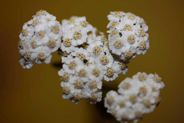 白い花はバックグラウンドを閉じますアキラミレフォリウム科の組成物高品質の大きなサイズのプリント - 写真・画像