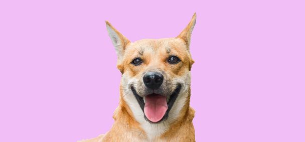 Brown perro tailandés está durmiendo sonriendo felizmente con el camino de recorte. Banner perros sonrientes con expresión feliz. Aislado sobre fondo de color. - Foto, Imagen