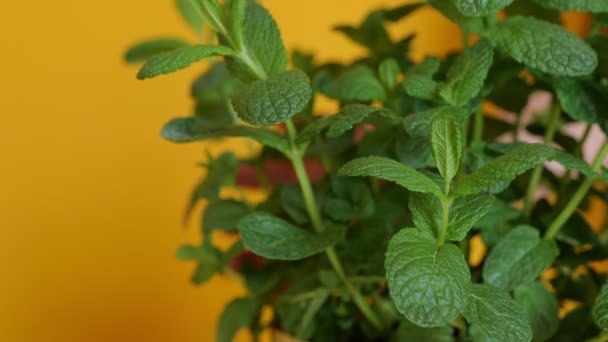 A person take care of mint plant at home. Gently checking with hand the condition of leaves at yellow background. - Footage, Video
