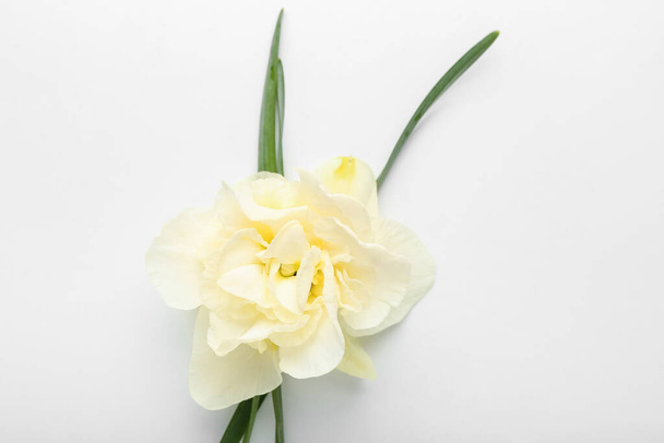 Beautiful narcissus flower on white background, closeup - Photo, Image