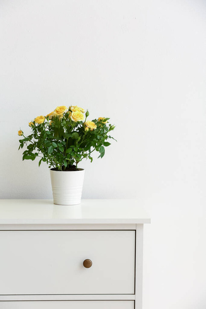 Beautiful yellow roses in pot on shelf near light wall - 写真・画像