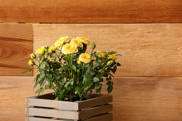 Lindas rosas amarelas em vaso perto da parede de madeira - Foto, Imagem