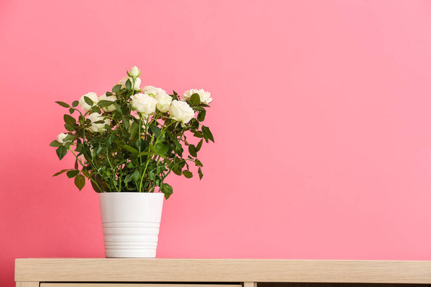 Beautiful white roses in pot on shelf near color wall - Foto, imagen
