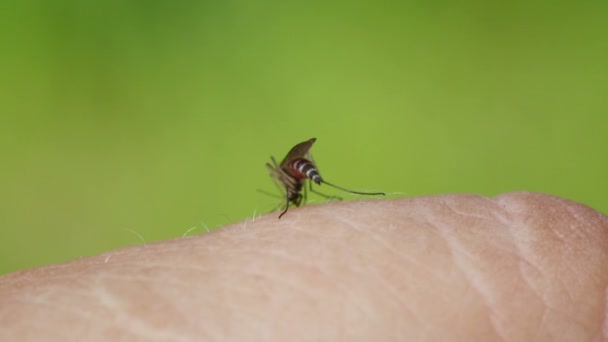 Mosquito drinks blood out of man - Filmati, video