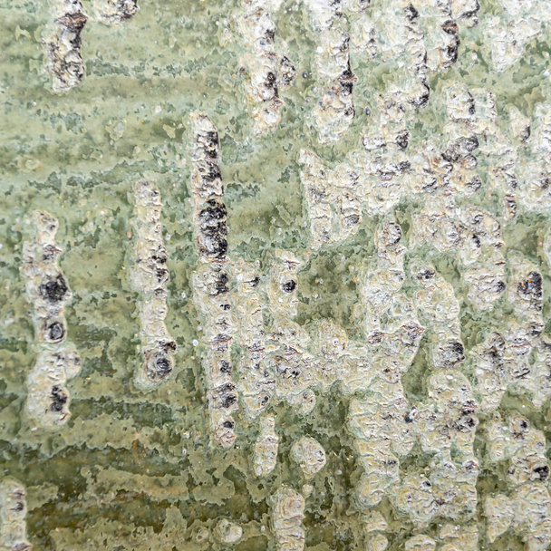 textura de corteza de madera, álamo aserrado - Foto, imagen