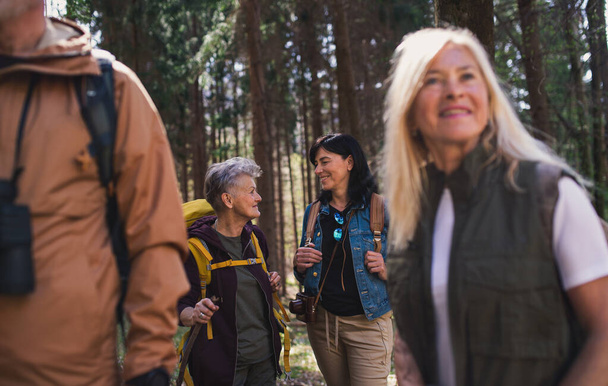Group of seniors hikers outdoors in forest in nature, walking. - Foto, Imagen