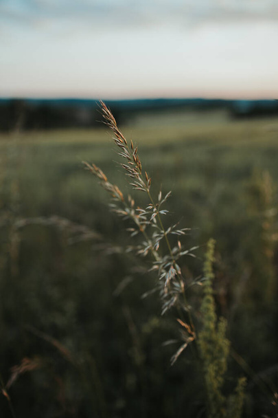 A closeup shot of herbaceous plants growing in a field - Fotografie, Obrázek