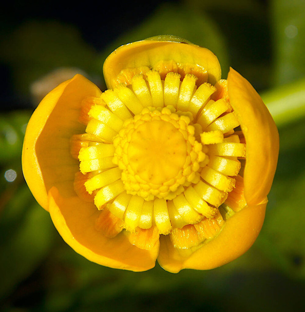 Flor amarilla de nuphar lutea (nenúfar, brandy-bottle, cow lily) en un estanque - Foto, Imagen