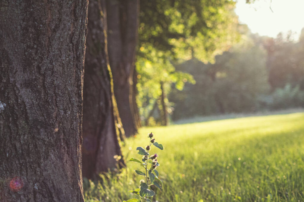 A closeup shot of sun rays falling on growing plants and trees - Fotó, kép