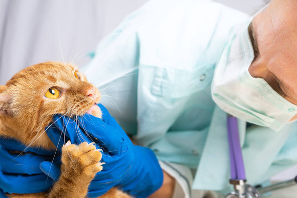 Veterinarian examining teeth of a cat while doing checkup at clinic. Animal Care Concept - Photo, Image