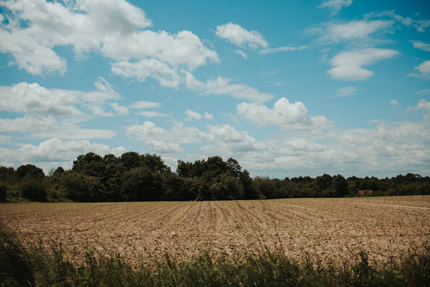 A wheat field in the countryside - Photo, Image