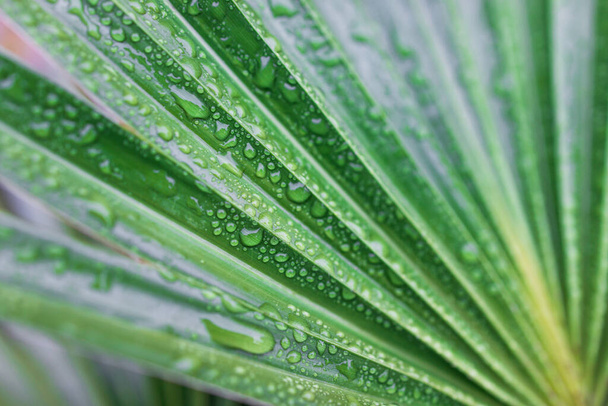 close-up of green palm leaves with rain drops from a chinese fan palm tree shot after a tropical rain in Australia - Foto, Bild