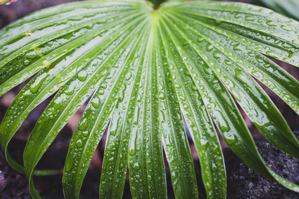close-up of green palm leaves with rain drops from a chinese fan palm tree shot after a tropical rain in Australia - Fotó, kép
