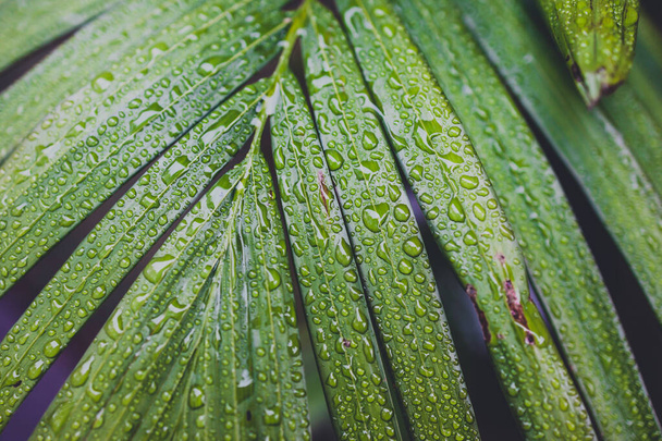 close-up of green palm leaves with rain drops on a bangalow palm tree shot after a tropical rain in Australia - Photo, Image