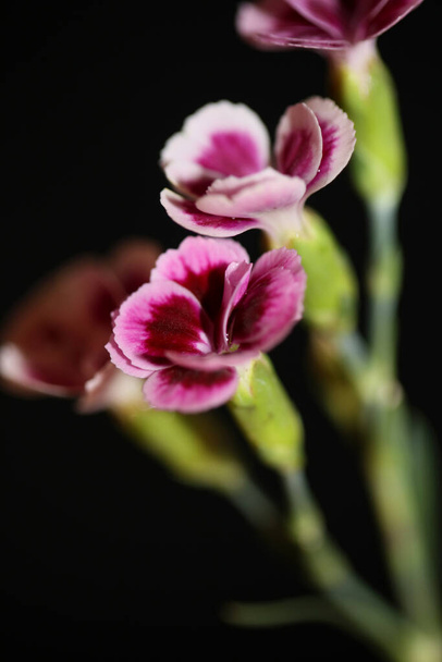 Άνθη λουλουδιών close up dianthus caryophyllus οικογένεια caryophyllaceae σύγχρονο φόντο υψηλής ποιότητας εκτυπώσεις μεγάλου μεγέθους - Φωτογραφία, εικόνα