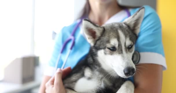 Γιατρός κτηνίατρος κρατώντας άρρωστο σκυλί και ακούγοντάς το με στηθοσκόπιο στην κλινική - Πλάνα, βίντεο