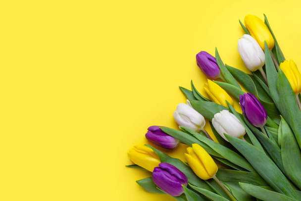 fresh blooming tulips on yellow background greeting card copy space - 写真・画像