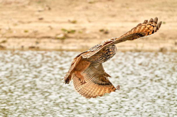 Wild Eagle Owl, the bird of prey flies with spread wings over a green lake.Sandy beach with grass in the background - Photo, Image