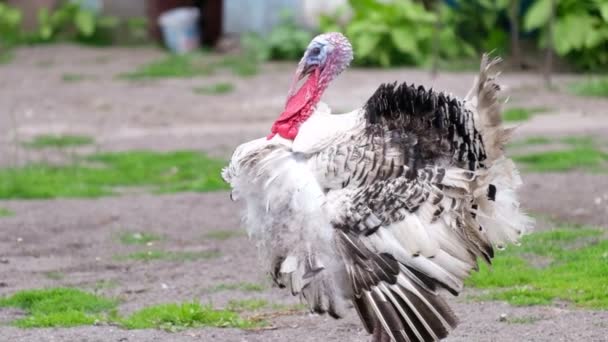 big mature turkey on the farm. - Footage, Video