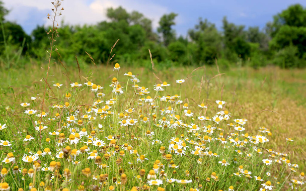 Summer scene with wild chamomile flowers meadow - Photo, Image