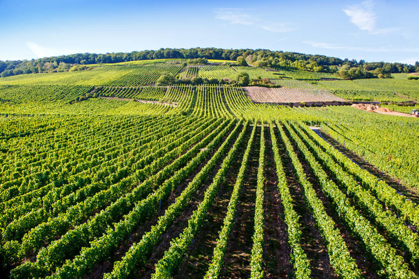 Famous Rheingau vineyards region in late summer in Germany, green hills on sunny day. Famous vineyard region near Mosel and Rhine in Germany. Making of delicious red wine. - Photo, image