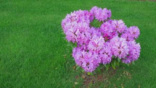 Schöne Aussicht auf den lila Rhododendron-Strauch auf grünem Hintergrund. Tolle natürliche Hintergründe. Schweden. - Filmmaterial, Video