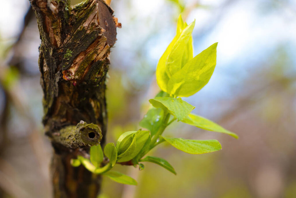 A green branch of a tree blooms in the spring in a garden or park. Nature revives after winter - Fotoğraf, Görsel