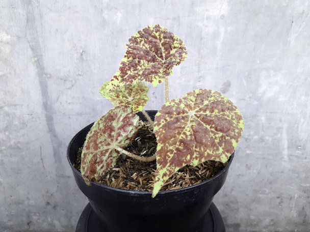 begonia red and yelow leaves. Angel Wing Begonia Maculata plant. Flowering houseplant of Begonia. Angel wings shaped leaves with silver specks and clusters of delicate  - Photo, Image
