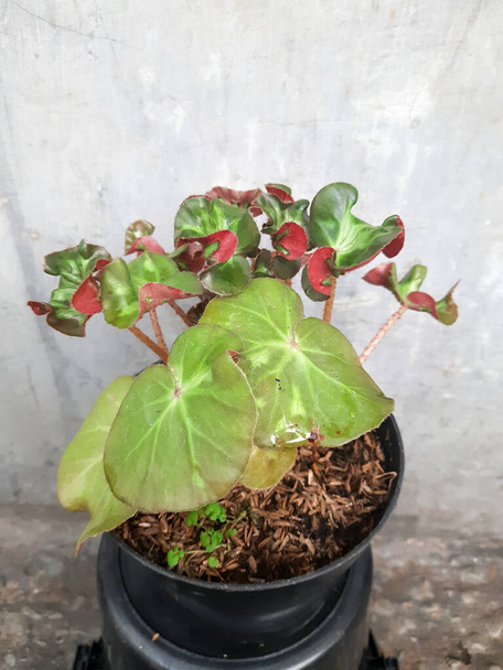 Curly leaves elements of calathea prayer plant begonia with spotted green leaves. Black potted for urban jungle nature lovers indoor.  Begonia is a genus of perennial flowering plants  - Foto, afbeelding