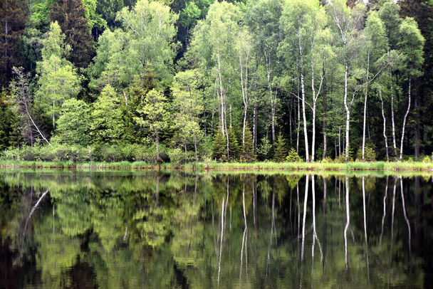 Green forest by the lake in reflection in the lake water. Beautiful forest reflecting on calm lake shore - Foto, Bild