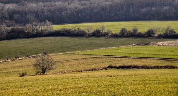 solitario albero singolo in un prato campo erba verde - Foto, immagini