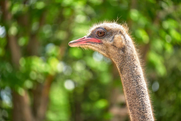 Close-up view of a live ostrich head in nature - Valokuva, kuva