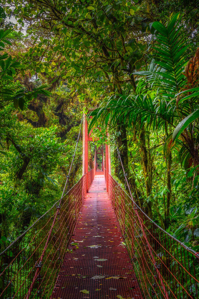 Monteverde Bulut Ormanı 'nda kırmızı asma köprü, Kosta Rika - Fotoğraf, Görsel